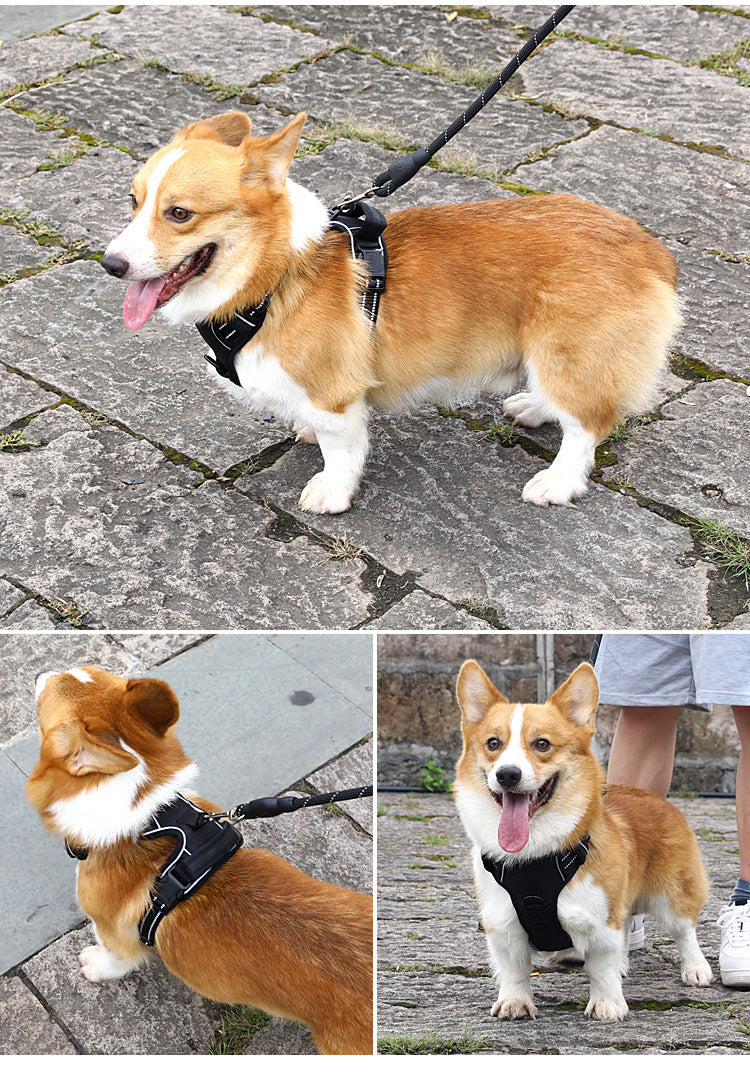 NoPull Dog Harness - Corgi comfortably walking in Classic Black ergonomic harness