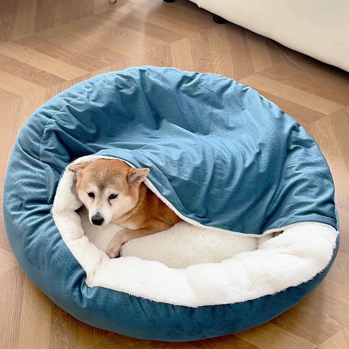 Shiba dog peeking out from under the hood of a blue cave dog bed