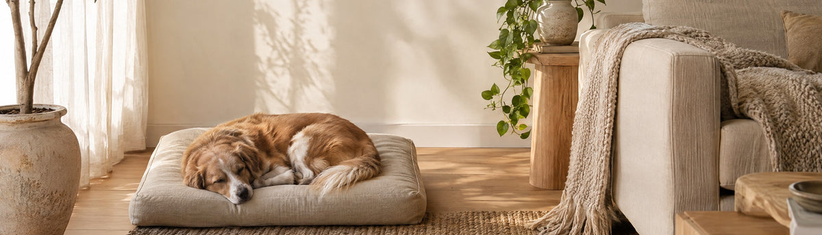 Dog sleeping on a linen cushion bed in a calm, sunlit living room with plants and a cozy sofa